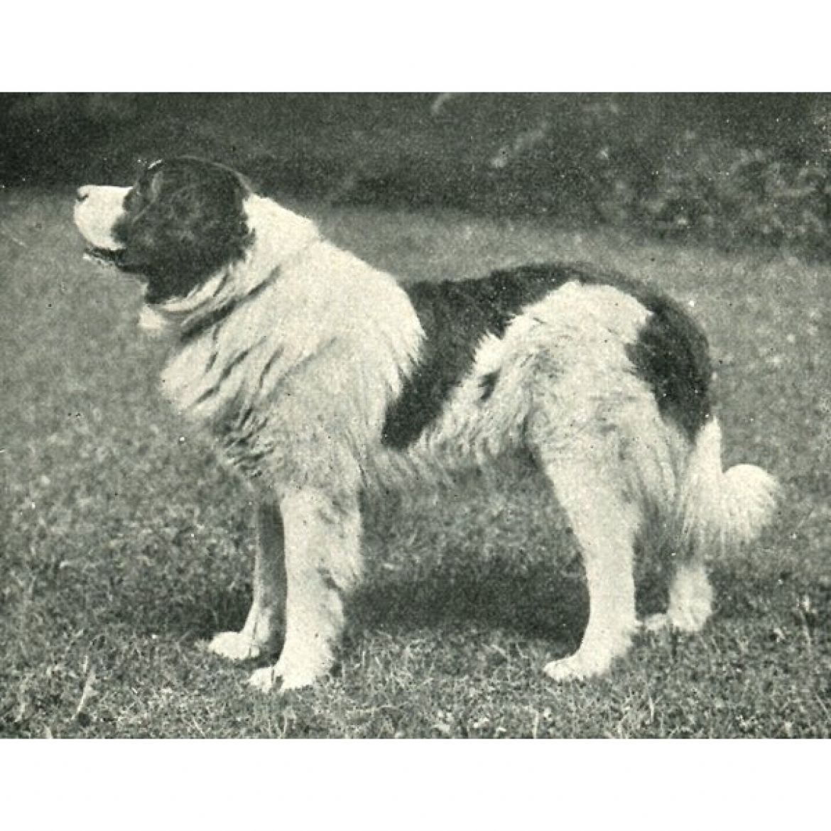 R Pascha v. Adlergarten (07-06-1917)